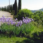 Particolare del viale con panorama sulla valle