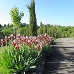 Detail of the panoramic lane towards the chestnut forest